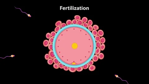 Fertilization process scientific animation showing sperm approaching and pe.. Vidéo 332750117