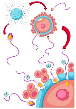 Fertilization process with sperms and eggs 스톡 일러스트