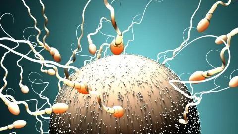 Fertilization, sperm marathon to fertilize the egg Illustrazione stock