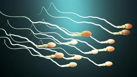 Fertilization, sperm marathon to fertilize the egg Stock Illustration