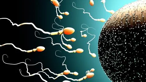Fertilization, sperm marathon to fertilize the egg Stock Illustration