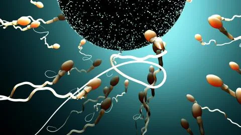 Fertilization, sperm marathon to fertilize the egg Illustrazione stock