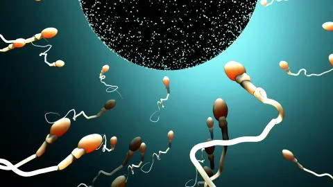 Fertilization, sperm marathon to fertilize the egg Stock Illustration