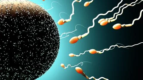 Fertilization, sperm marathon to fertilize the egg Stock Illustration