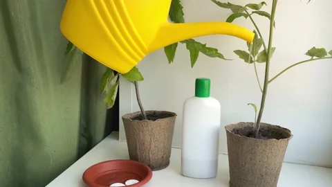 Fertilization tomato seedlings on windowsill. Y Stock Footage 192319188