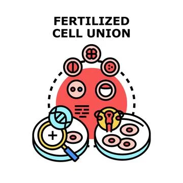 Fertilized cell union and future life development Stock Illustration