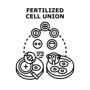 Fertilized cell union and future life development Stock Illustration