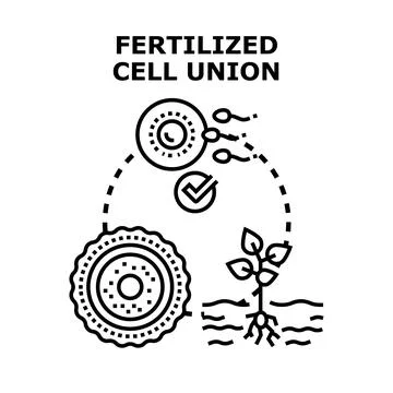 Fertilized cell union creating new life concept Stock Illustration