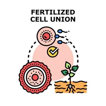 Fertilized cell union creating new life concept Stock Illustration