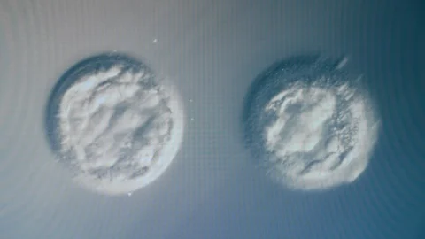 Fertilized egg cells are being analyzed under a microscope Stock Footage 119253274