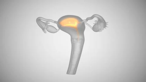 Fertilized Egg Growth Video stock 92404082