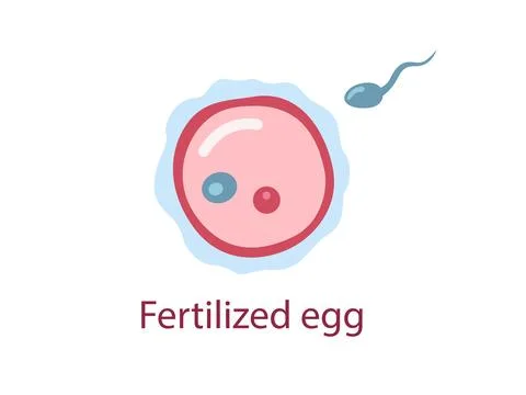 Fertilized egg Stock Illustration
