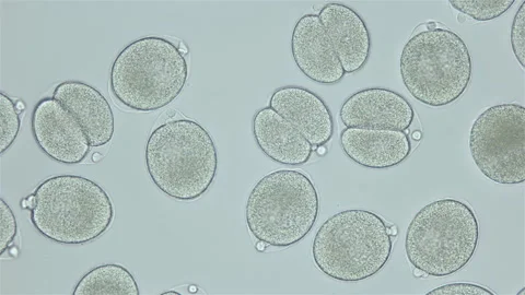 Fertilized egg of worm Ophelia limacina under microscope. Stage is one-celled Stock Footage 252114340