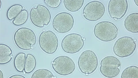 Fertilized egg of worm Ophelia limacina under microscope. Stock Footage 252586812
