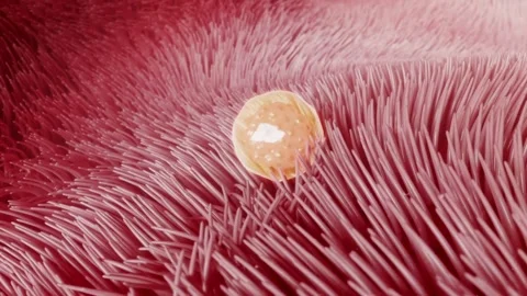 Fertilized egg (zygote) travels through the fallopian tube Stockbeeldmateriaal 345012855