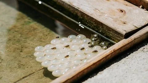 Fertilized eggs and larvae of firefly squids Foto stock