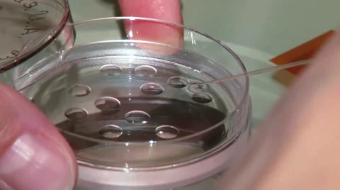 Fertilized eggs in petri dishes under a microscope. Stock Footage 56803491