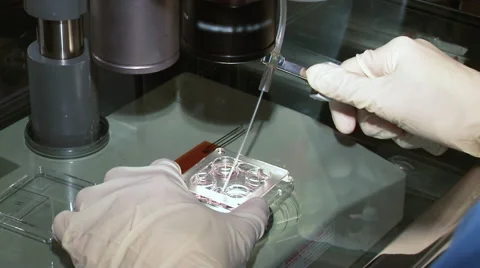 Fertilized eggs in petri dishes under a microscope. Stock-Footage 56807505