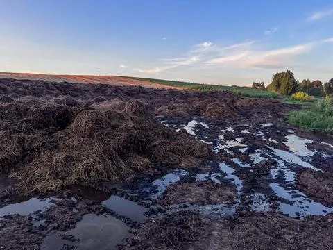 Fertilized Field Shows Large Piles of Harvest Leftovers During Evening Ligh.. Stock Photos