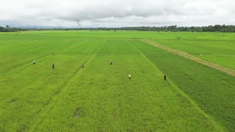 Fertilizer application of farmers in the rice field Stockbeeldmateriaal 280539723