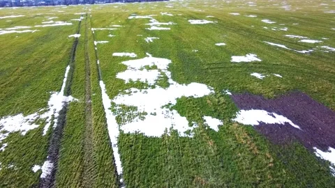 Fertilizer application, spring, winter wheat field, snow islands Stock Footage 150248812
