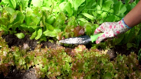 Fertilizer application for vegetables, greenery garden beds. The gardener uses a Stock Footage 272168185