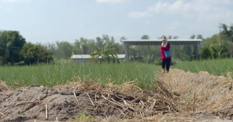 Fertilizer is applied around chive plants to enhance soil nutrients and promote  Stock Footage 323343974