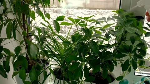 Fertilizer indoor plants leaves. Selective focus. Stock Footage 223679550