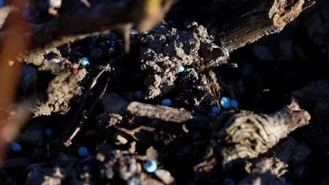 Fertilizer pellets in the soil 4k 25fps video Stock-Footage 330164242