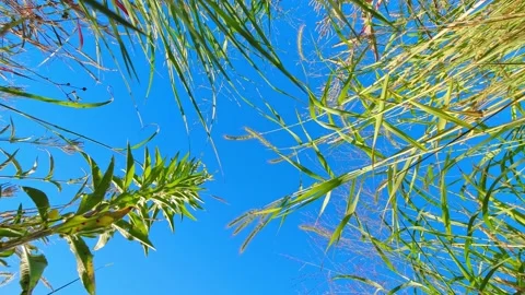 Fertilizing and seeding residential front or back yard lawn view from the b.. Stock Footage 234835800