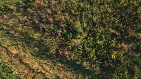 Fertilizing and seeding residential front or back yard lawn view from the t.. Видео 242791159