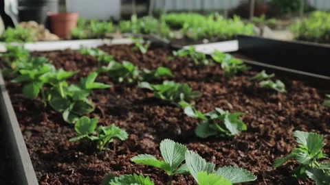 Fertilizing the beds, growing plants, strawberries Video stock 130212523