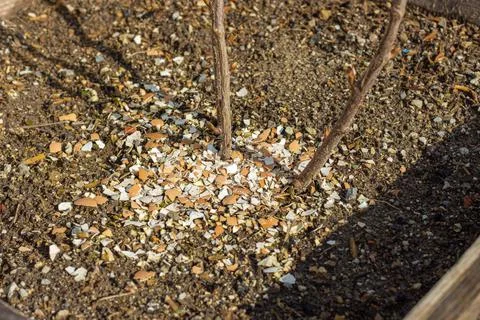 Fertilizing a bush with eggshells Stock-Fotos