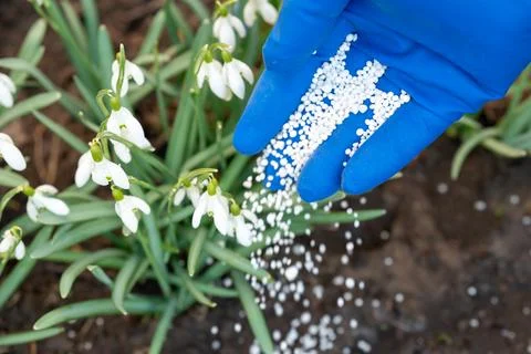 Fertilizing flowers in bloom Stock Photos