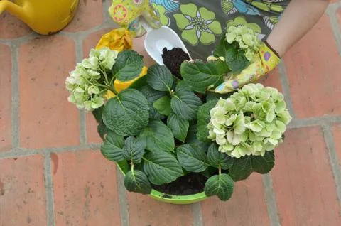 Fertilizing flowers in summer Stock Photos