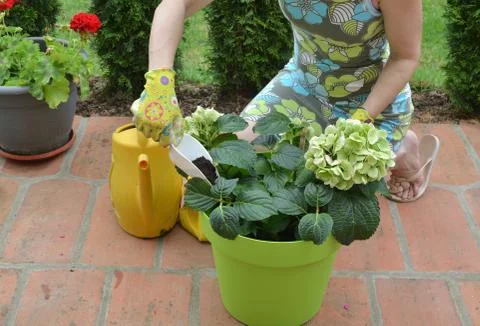 Fertilizing flowers in summer Stock Photos