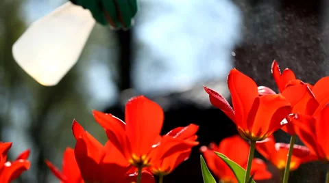 Fertilizing flowers video Stock-Footage 39933448