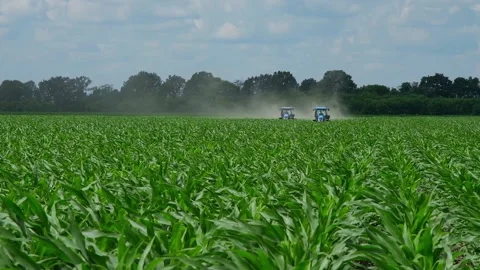 Fertilizing green corn in the field Stock Footage 166615661