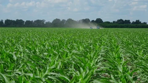 Fertilizing green corn in the field Stock Footage 166615663