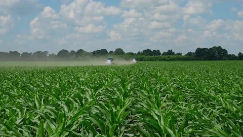 Fertilizing green corn in the field Stock Footage 166615664