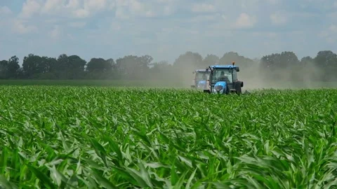 Fertilizing green corn in the field Stock Footage 166615669