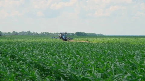 Fertilizing green corn in the field Stock Footage