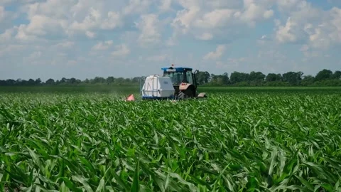 Fertilizing green corn in the field Stock Footage 166615692