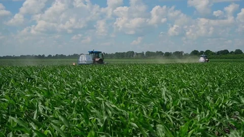 Fertilizing green corn in the field Stock Footage 166615699