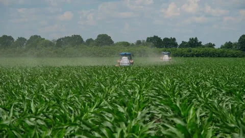 Fertilizing green corn in the field Stock Footage 166615704