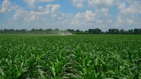 Fertilizing green corn in the field Stock Footage 166615708
