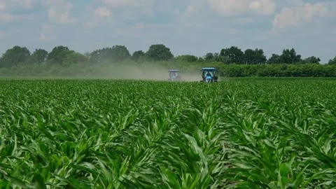 Fertilizing green corn in the field Stock Footage 166615710