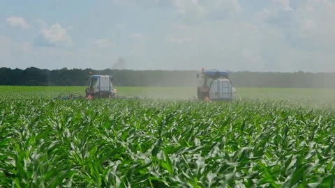 Fertilizing green corn in the field Stock Footage 166615724