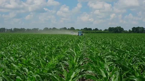 Fertilizing green corn in the field Stock Footage 166615728