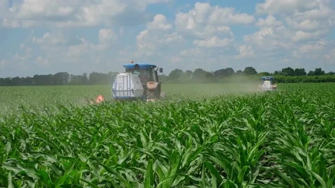 Fertilizing green corn in the field Stock Footage 166615729